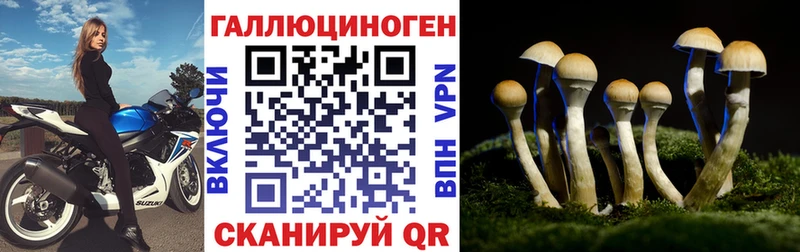 Псилоцибиновые грибы Psilocybine cubensis  Гдов 